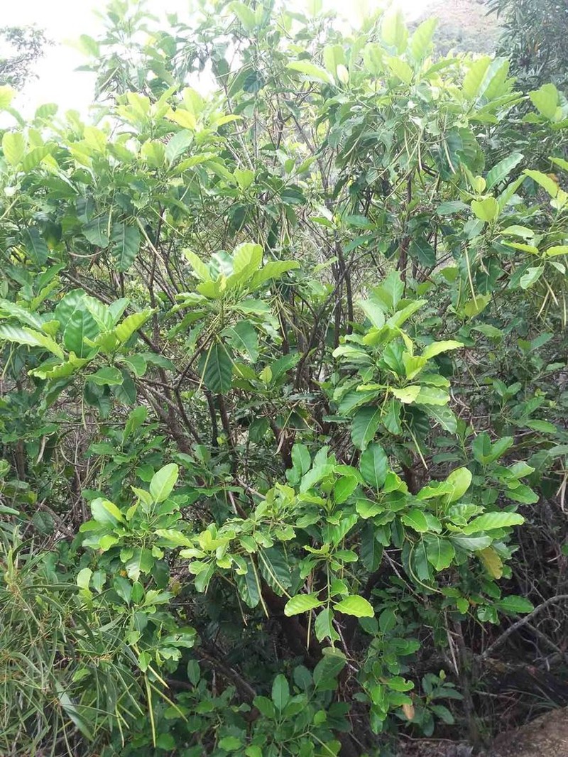 Alstonia balansae photo 2