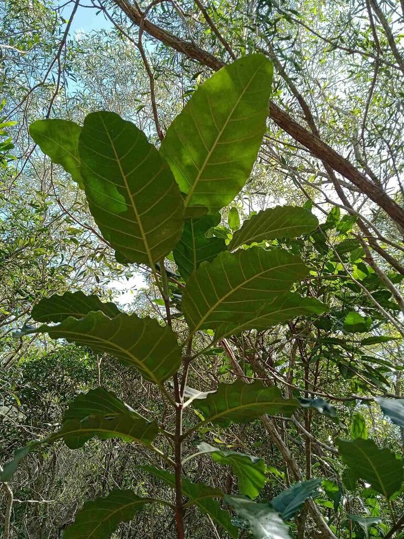 Alstonia balansae photo 3