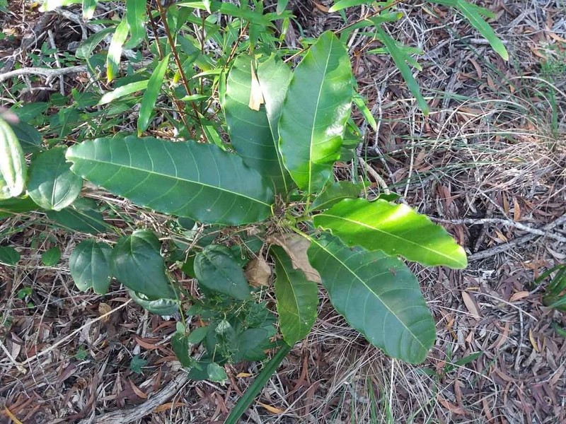 Alstonia balansae photo 4