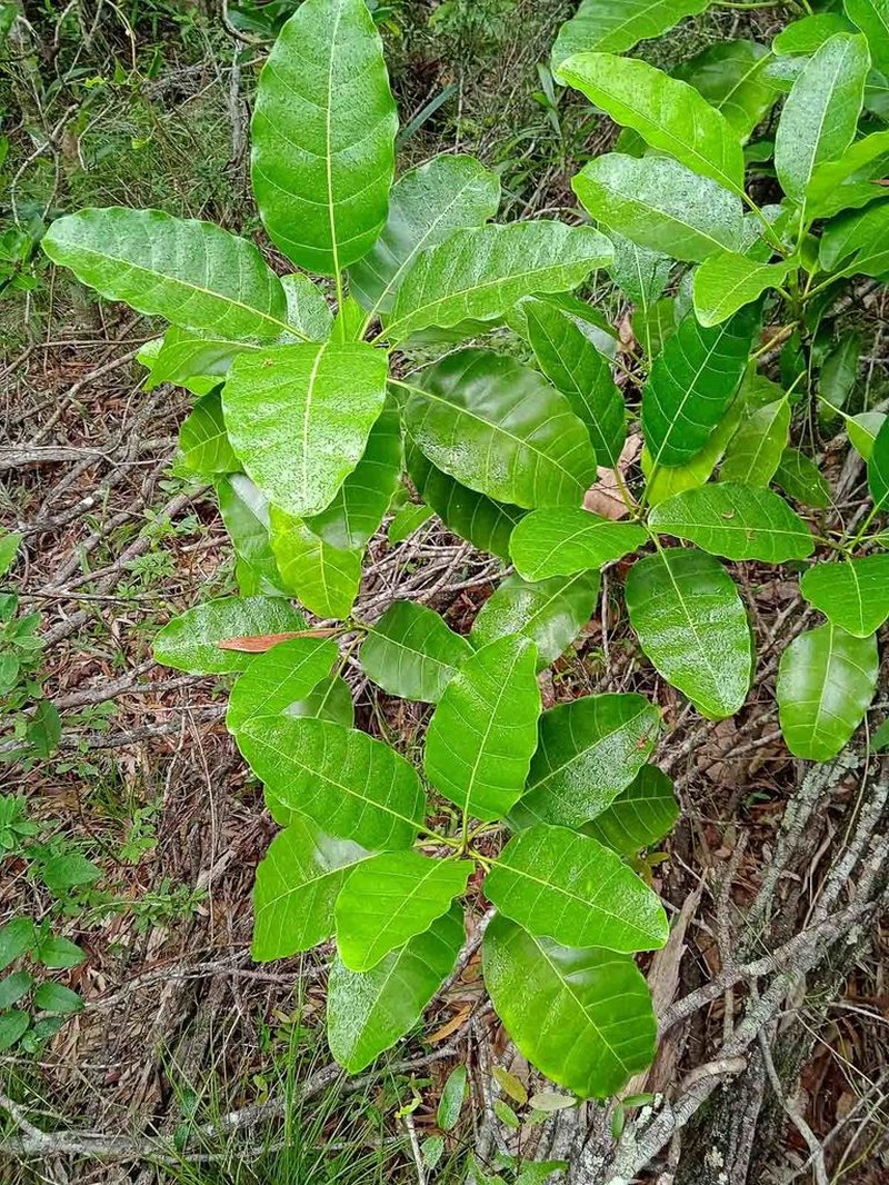 Alstonia balansae photo 5