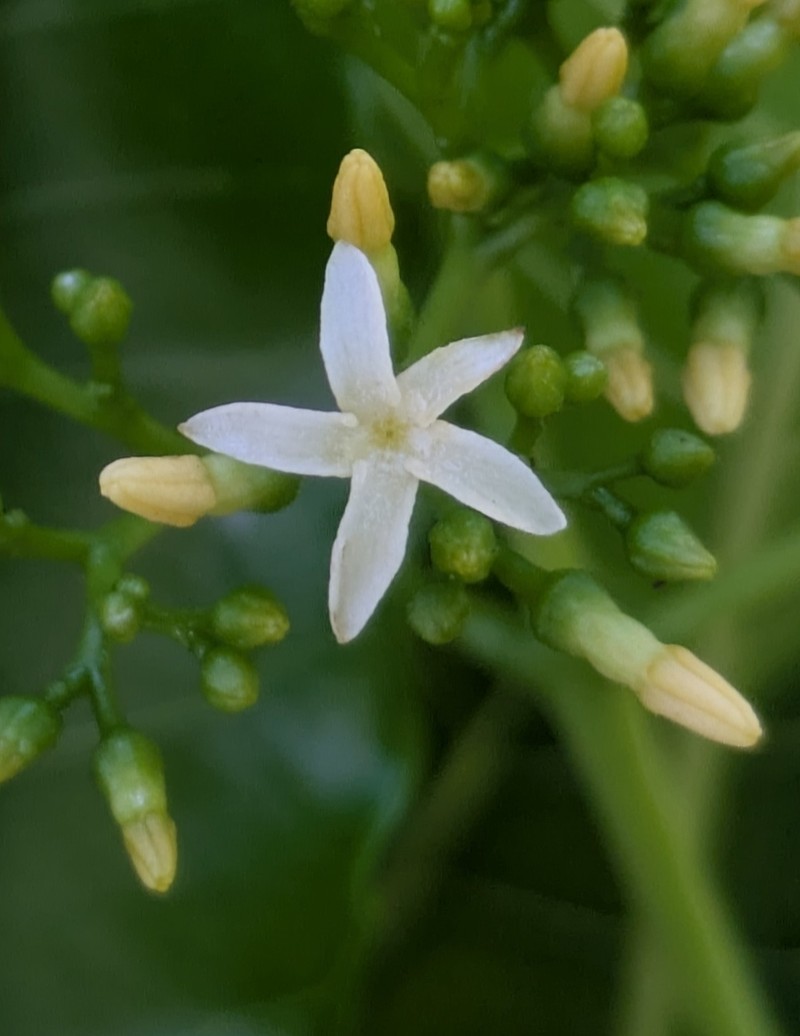 Alstonia balansae photo 6
