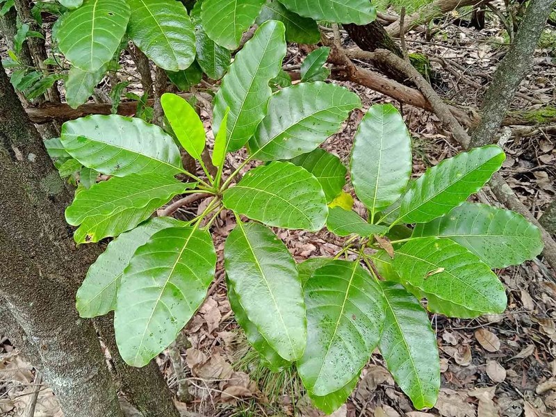 Alstonia balansae photo 7