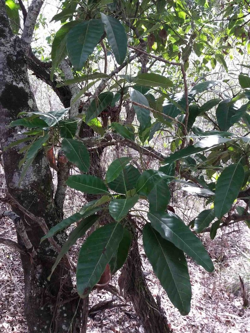 Alstonia balansae photo 8