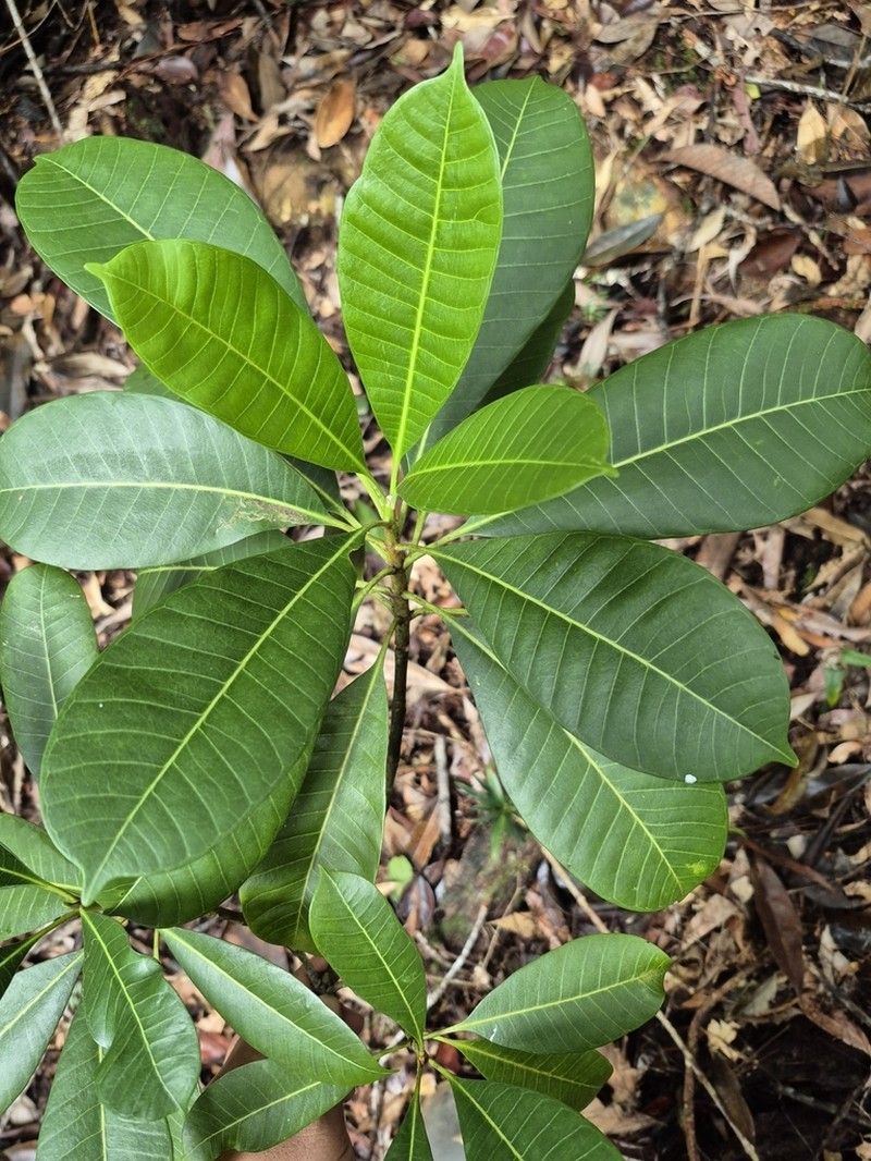 Alstonia beatricis photo 2
