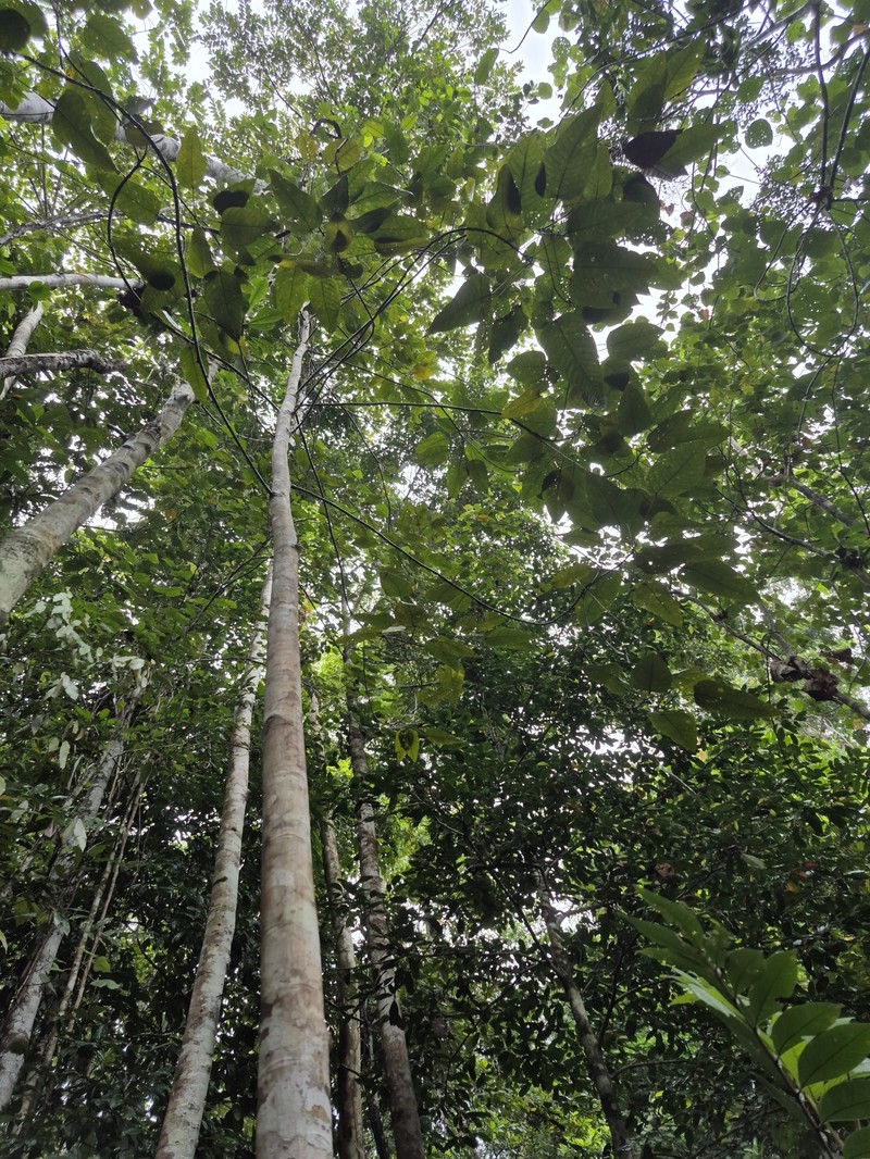 Alstonia beatricis photo 3