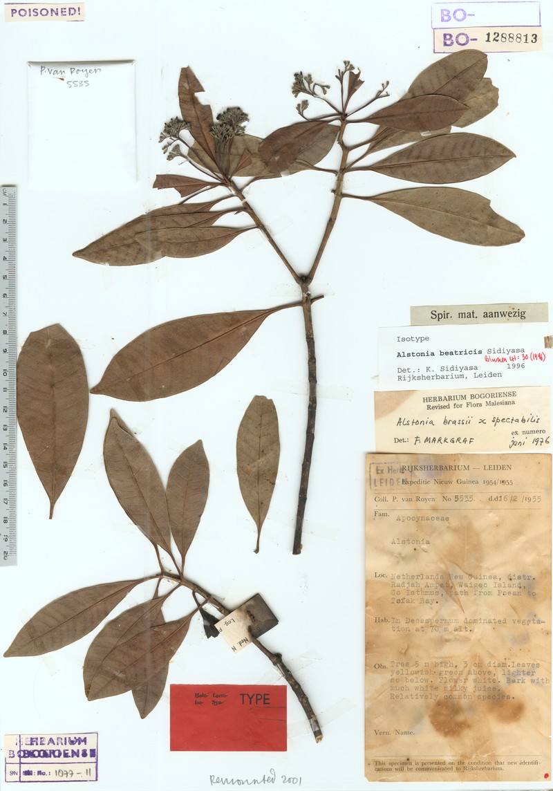 Alstonia beatricis photo 4