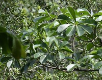 Alstonia boonei