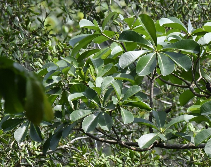 Alstonia boonei