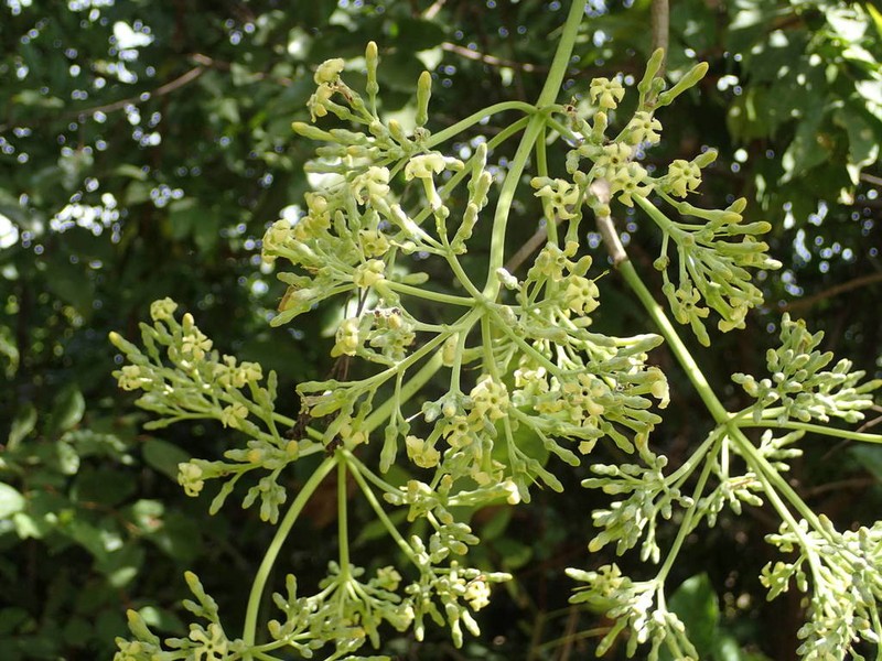 Alstonia boonei photo 2