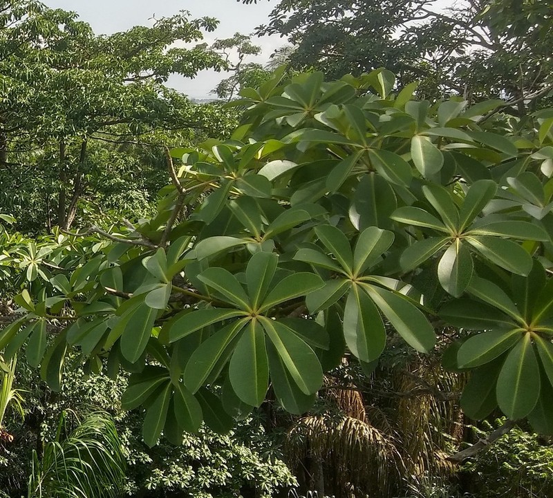 Alstonia boonei photo 3