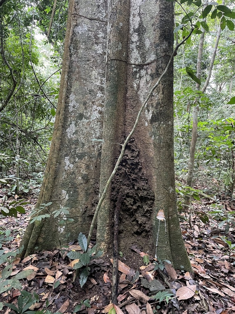 Alstonia boonei photo 4