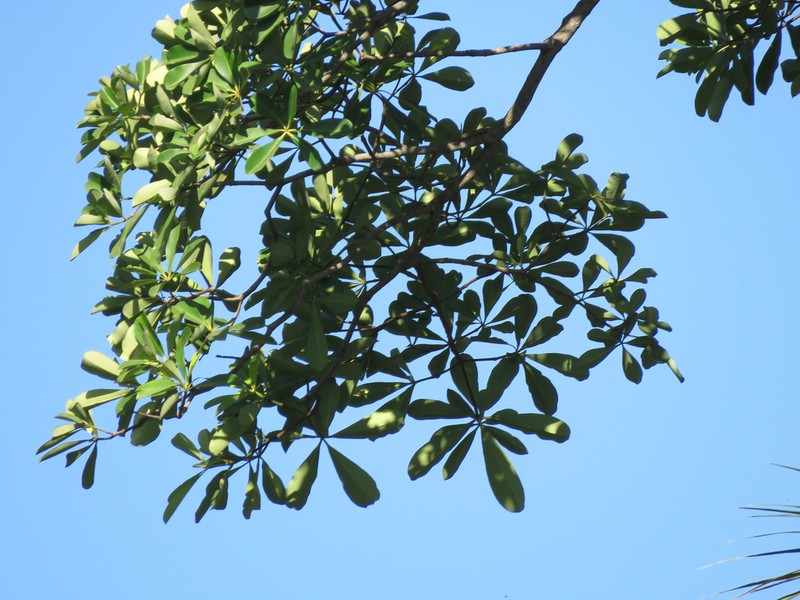 Alstonia boonei photo 5