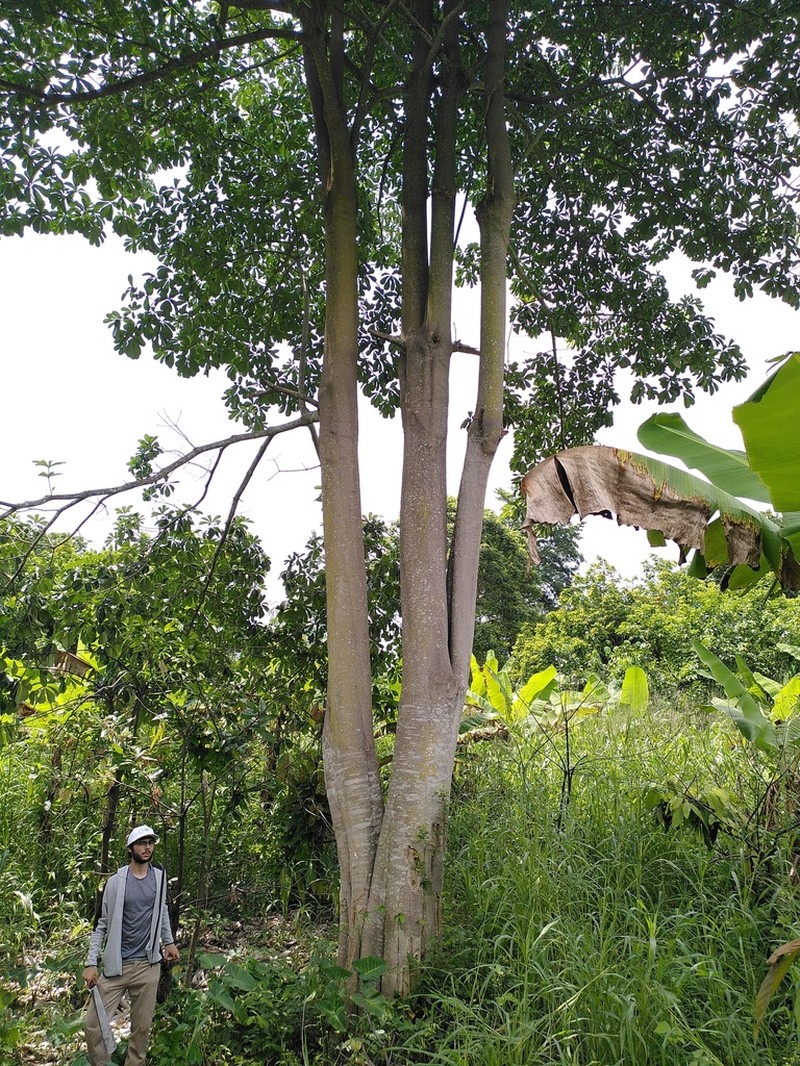 Alstonia boonei photo 6