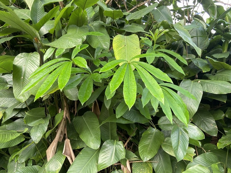 Alstonia boonei photo 7
