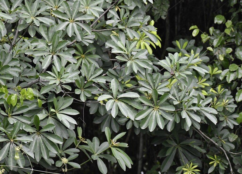Alstonia boonei photo 8
