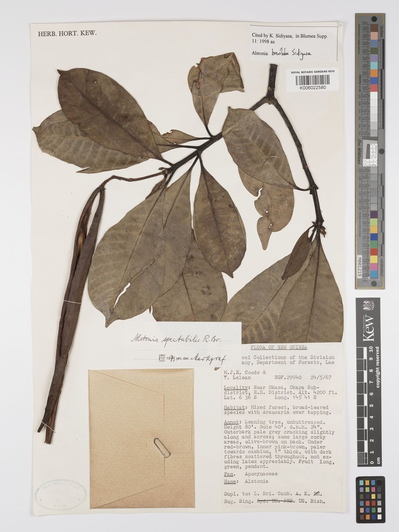 Alstonia breviloba