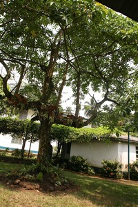 Alstonia congensis