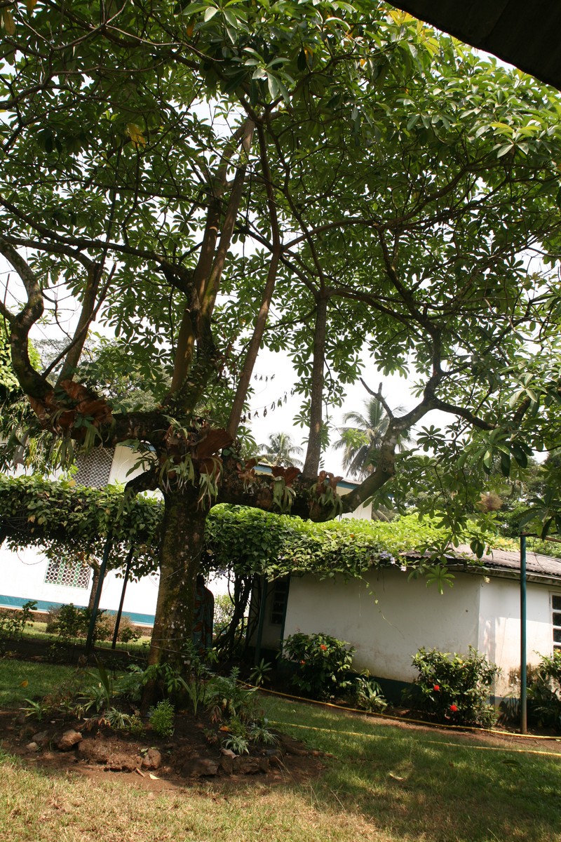 Alstonia congensis