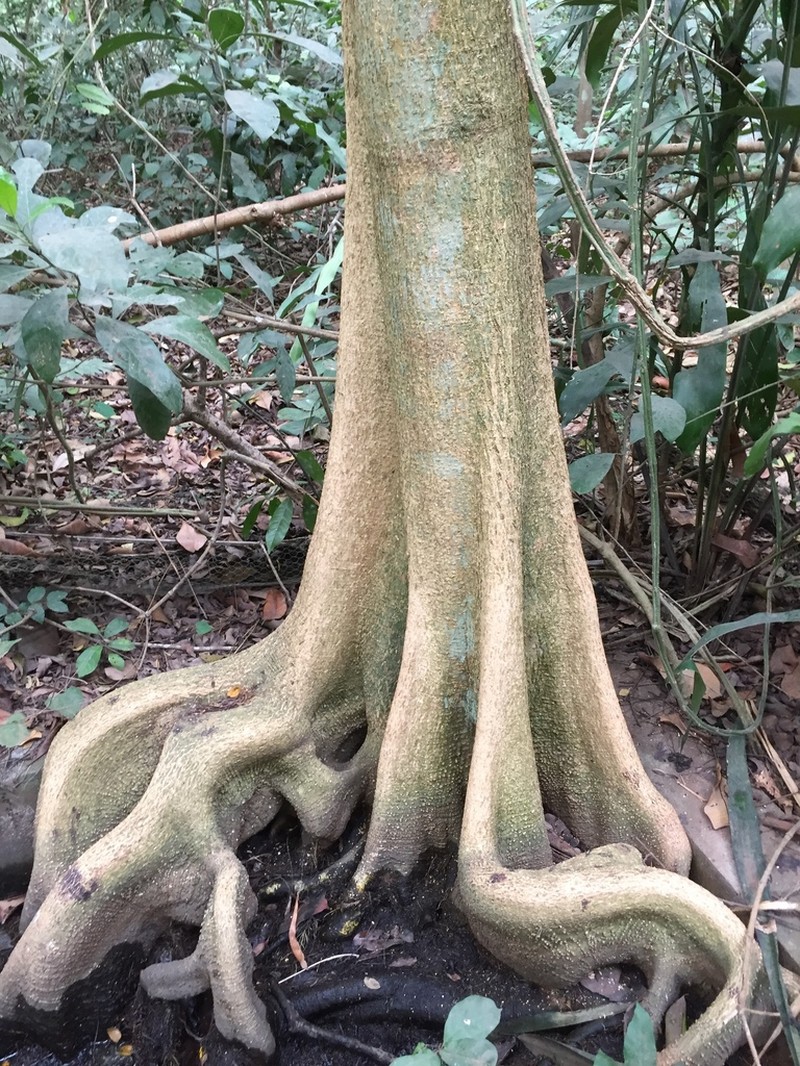 Alstonia congensis photo 2