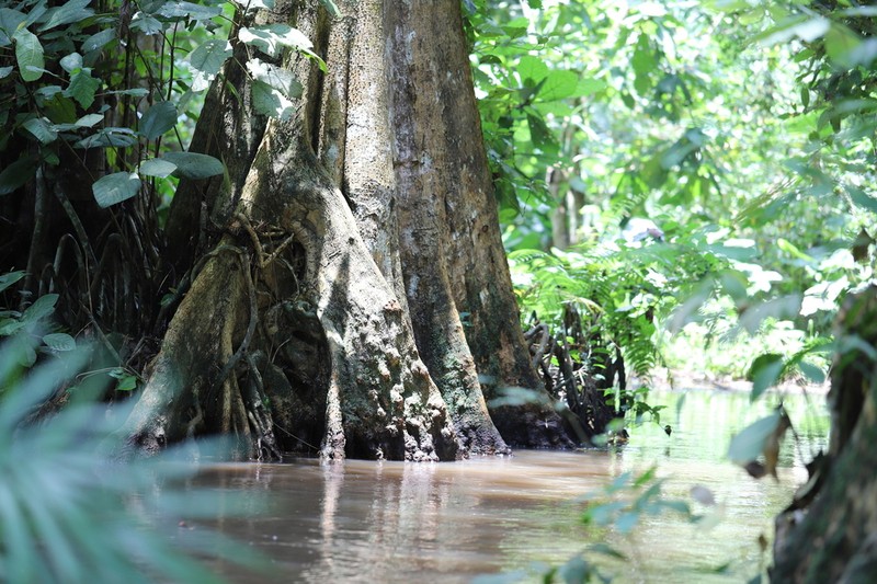 Alstonia congensis photo 3