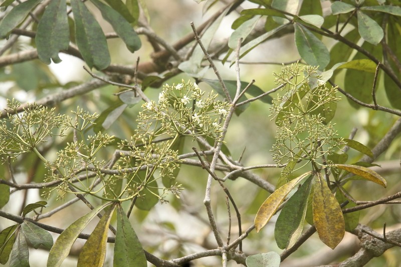 Alstonia congensis photo 4