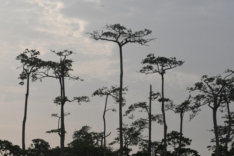 Alstonia congensis photo 6