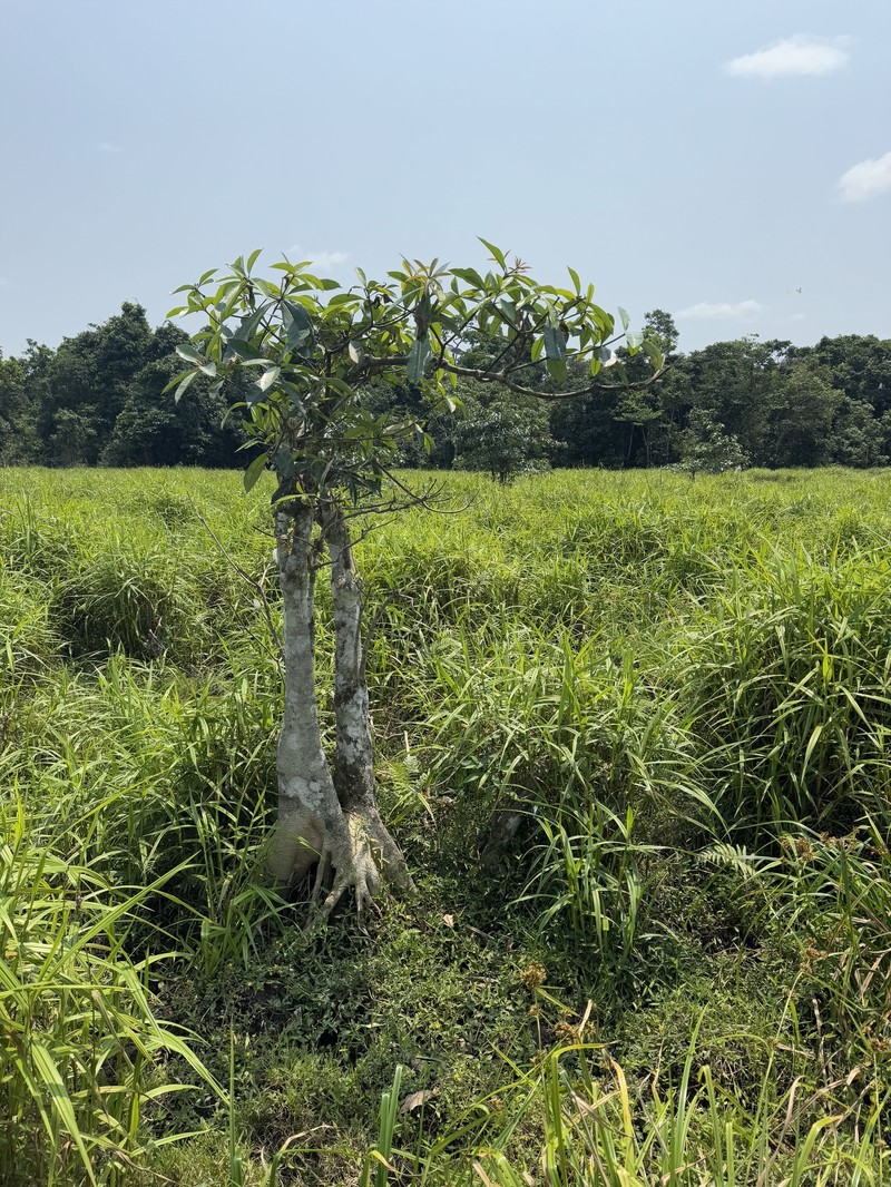 Alstonia congensis photo 7