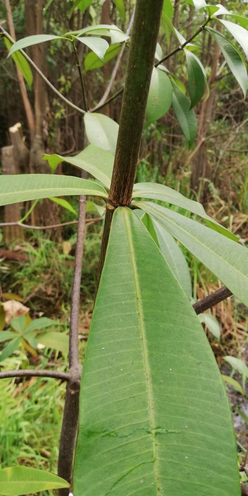 Alstonia congensis photo 8