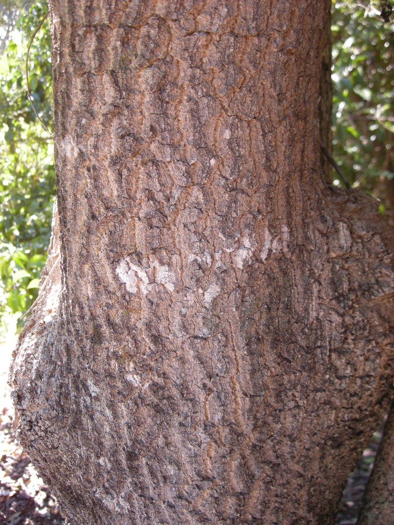 Alstonia constricta photo 2