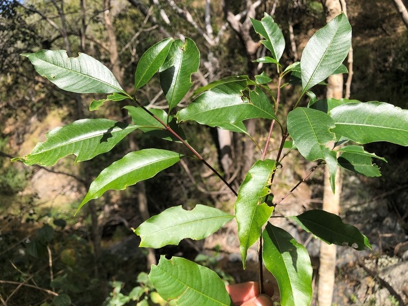 Alstonia constricta photo 3