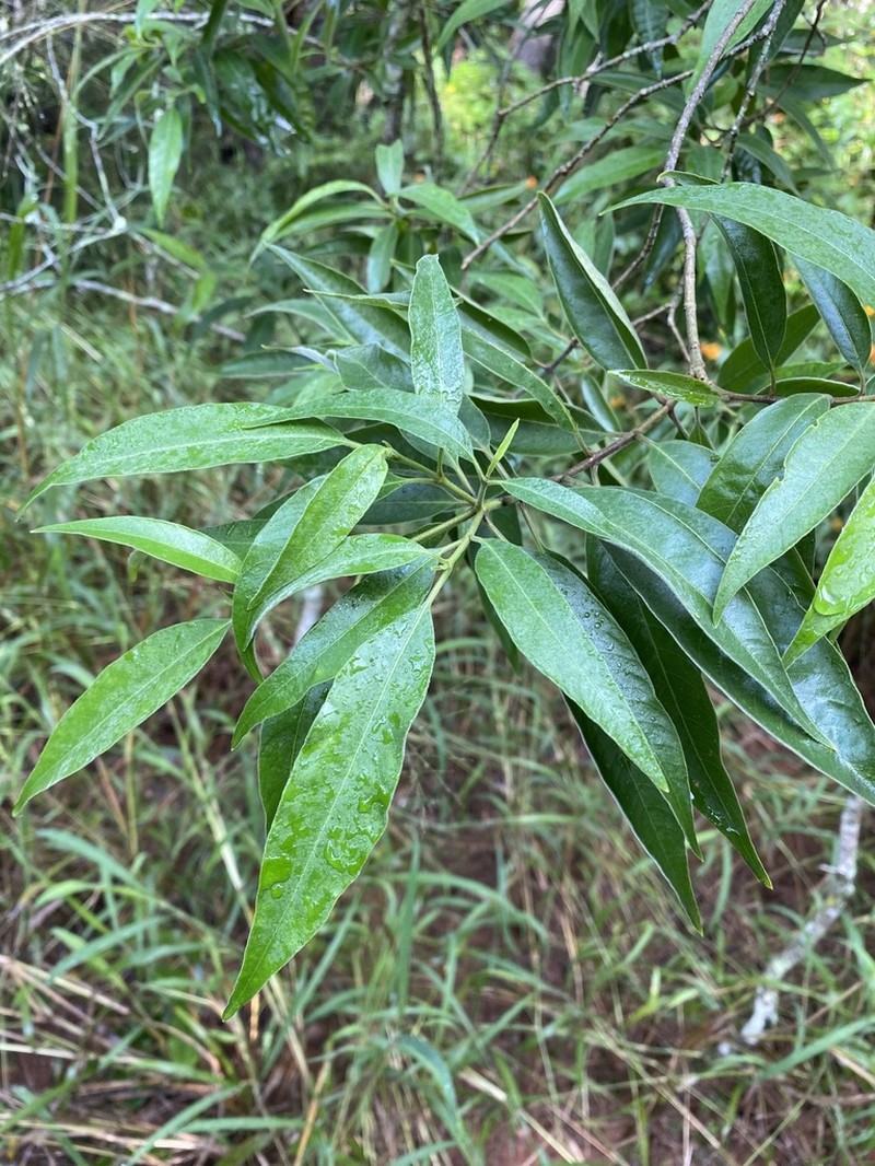 Alstonia constricta photo 4