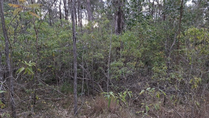 Alstonia constricta photo 5