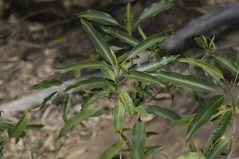 Alstonia constricta photo 6