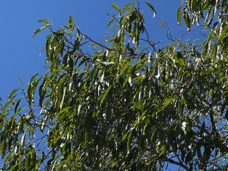 Alstonia constricta photo 7