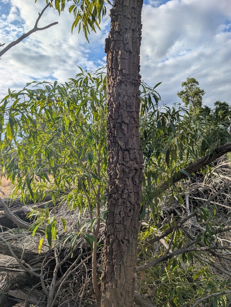 Alstonia constricta photo 8