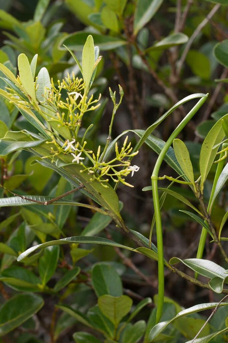 Alstonia coriacea