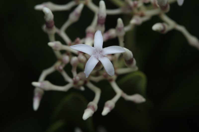 Alstonia coriacea photo 2