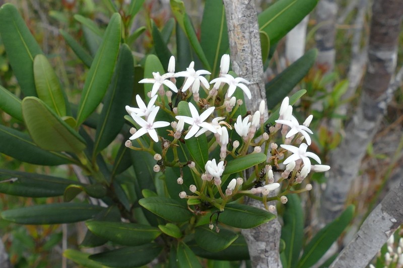 Alstonia coriacea photo 3