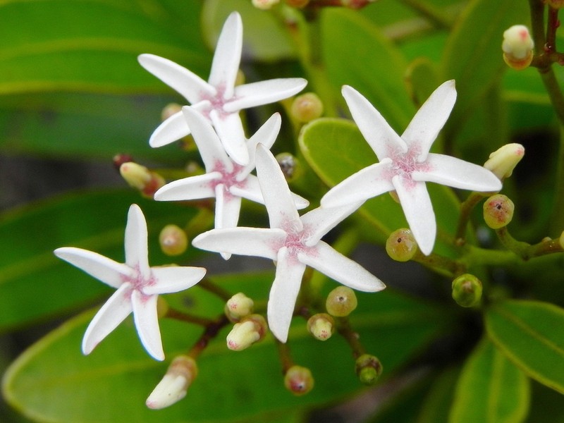 Alstonia coriacea photo 4