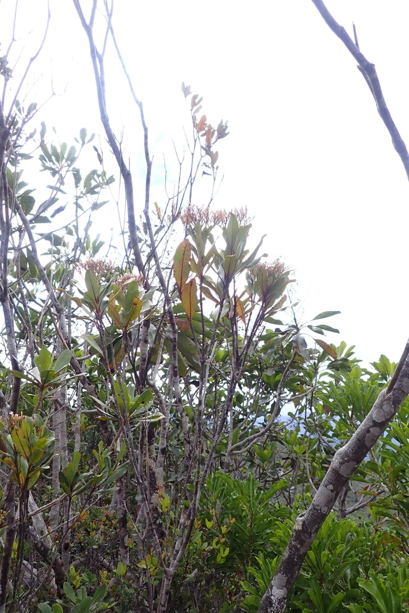 Alstonia coriacea photo 5
