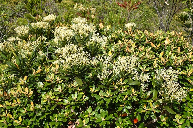 Alstonia coriacea photo 6