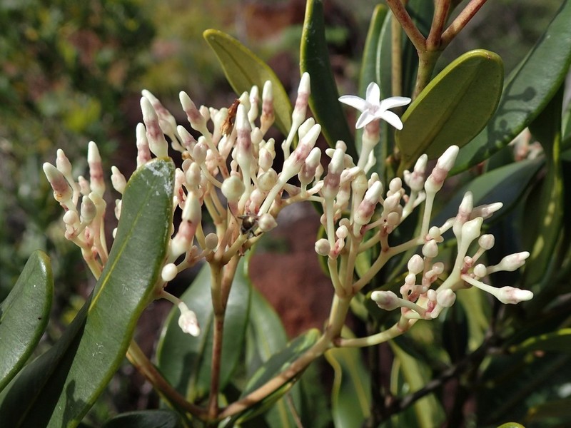Alstonia coriacea photo 7