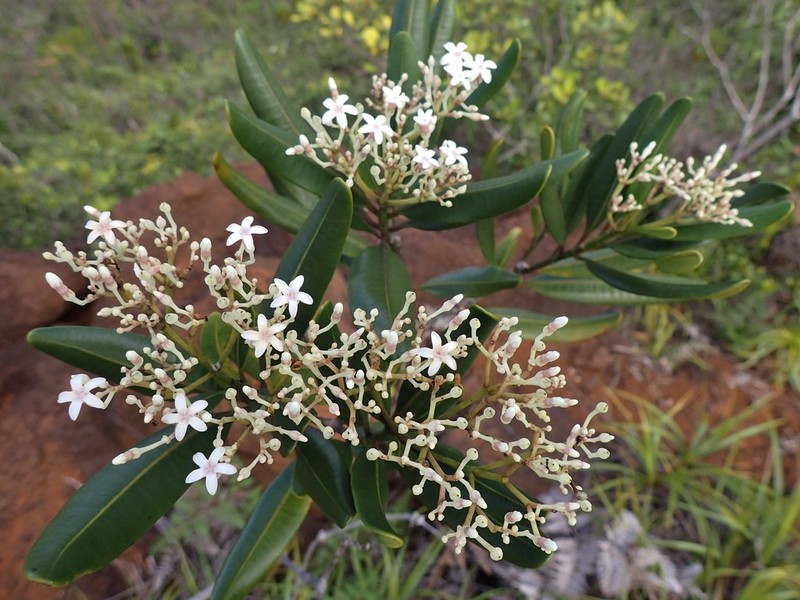 Alstonia coriacea photo 8