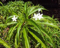 Alstonia costata