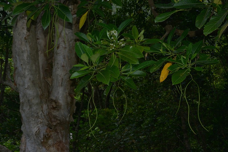 Alstonia costata photo 2