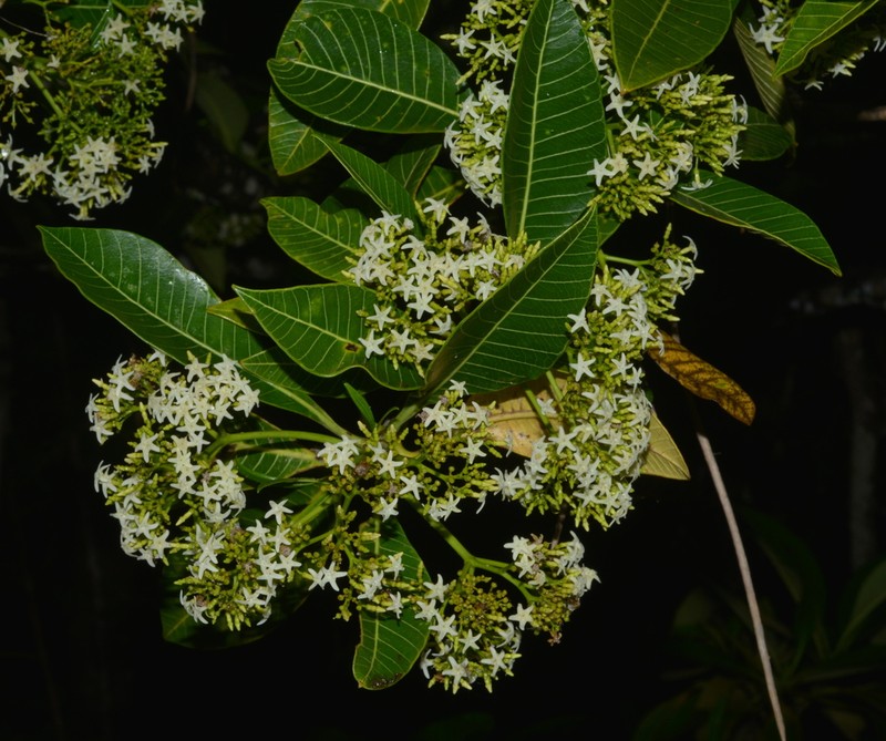 Alstonia costata photo 3