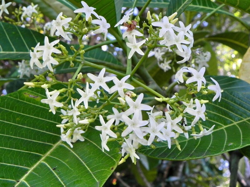 Alstonia costata photo 4