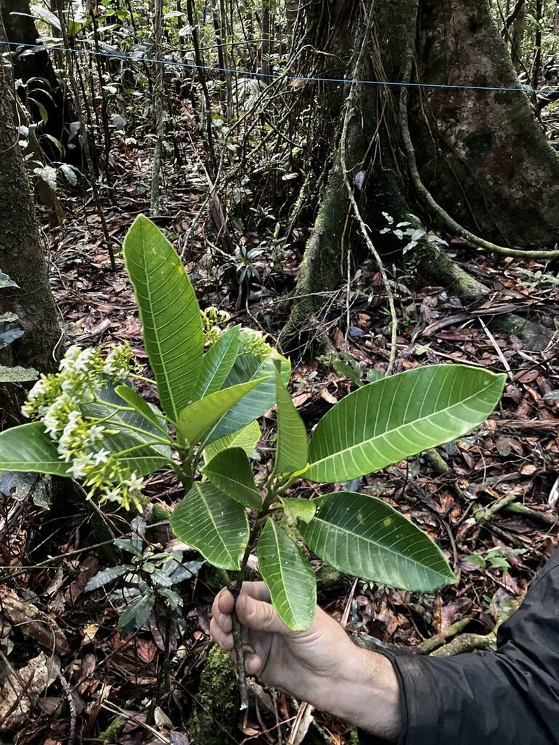 Alstonia costata photo 5