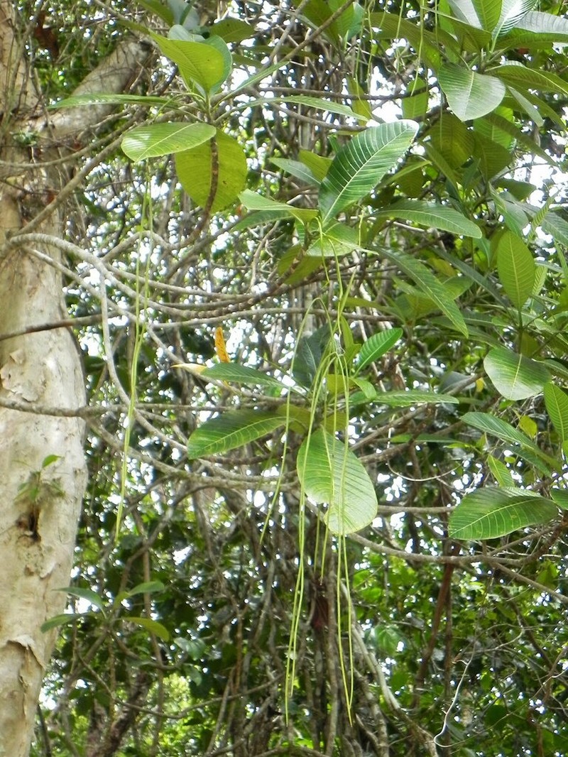 Alstonia costata photo 6