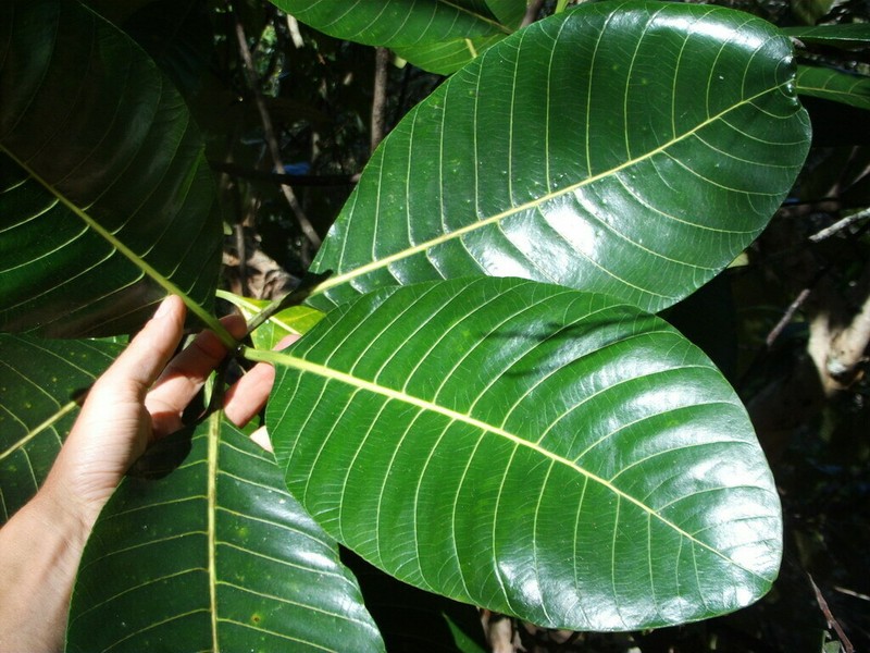 Alstonia costata photo 7